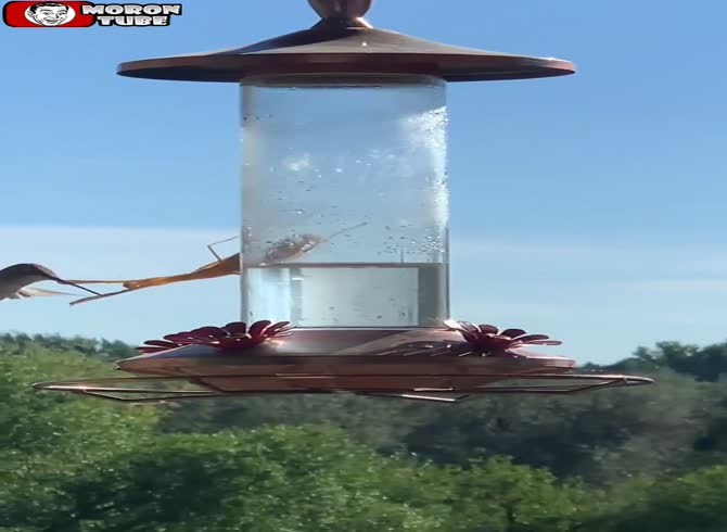 Video :A praying mantis encounters a hummingbird